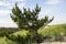 Beach pine tree natural barrier