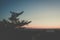 Beach pine tree silhouette
