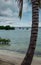 Beach with plants emerging from the sea and palm trees