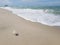 Beach plastic bottle garbage with shells . Sandy beach with bubble wave