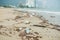 Beach pollution. Plastic bottles and other trash on sea beach