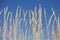 Beach reed against a clear blue summer sky