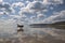 Beach Reflections with Dog.