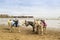 Beach ride donkeys awaiting customers in Scarborough.