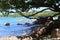 A beach with a rocky shore and mangroves. The coast of La Digue Island.