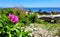 Beach Rose Driftwood Sea Shore - Connecticut Coast