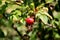 Beach rose or Rosa rugosa suckering shrub plant with single brightly red rose hip surrounded with green and brown corrugated