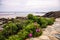 Beach roses blooming along the rocky coast of Maine on the Marginal Way path in Ogunquit