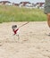 Beach Running Joyful Dog