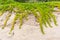 Beach Sand Dunes Aloe Plants