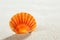 Beach sand shell tropical perfect summer vacation