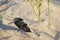 A beach sandal in the sand, on the beach, close-up.  Happy kids on beach holidays