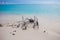 Beach. sea relaxation landscape. Wooden driftwood on the sandy shore.