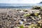 Beach in the sea with small sea shells and algae. Up close. Natural background. Beach. Pebble beach. Background for summer