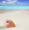 Beach sea snail tropical white sand closeup macro