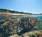 Beach and sea urchins underwater coast of Galicia in Spain