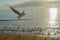 Beach seagulls at sunrise