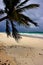 Beach seaweed and coastline in playa paradiso mexico