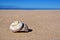 Beach Shell