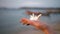 Beach shells held by woman hand in a tropical paradise