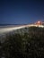 Beach shore and dune plants