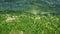 Beach shoreline overgrown green algae covered