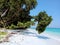 Beach side  trees crystal clear water beach of islands in Andman Nicobar