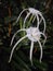 Beach spider lily or better known as & x22;bunga bakung& x22; & x28;Indonesian& x29; is a flower that has a unique shape