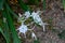 Beach spider lily, a flower species of insmene