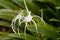 Beach spider lily, Hymenocallis littoralis