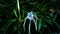 Beach spider lily, Hymenocallis speciosa, spiderlily