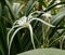 Beach  spider lily rare image cover with plants