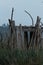 Beach structure made from driftwood with walls and a roof