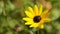 A Beach Sunflower gets pollenated