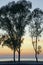 Beach at sunset. Bright colorful sky and silhouettes of pines and eucalyptus trees. Coastline. Evening in September.