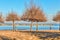 Beach with Tamarisk trees in Italy