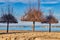 Beach with Tamarisk trees in Italy