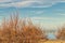 Beach with Tamarisk trees in Italy