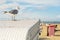 Beach tent Borkum with sea gull