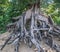 Beach Tree Roots