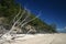 Beach Tree Skeleton