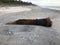 Beach Tree Washed Up on Venice Beach in Florida