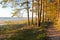 Beach Trees