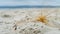 Beach Tumbleweed