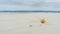 Beach Tumbleweed