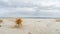 Beach Tumbleweed