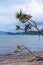 Beach Vegetation Against A Cloudy Sky