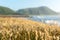 Beach vegetation selective focus grasses with blurry landscape b