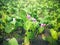 Beach View With Fresh Green Leaves Wild Beach Plant Of Goats Foot Or Ipomoea Pes-caprae