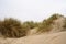 Beach view from the path sand between the dunes at Dutch coastline. Marram grass, Netherlands.